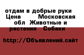 отдам в добрые руки › Цена ­ 10 - Московская обл. Животные и растения » Собаки   
